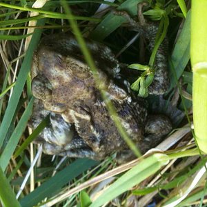 035 [horsfieldi].jpg