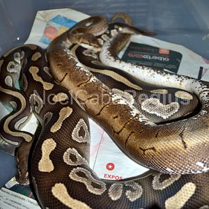 Pinstripe x Mojave.jpg