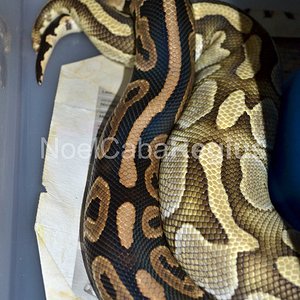 Cinnamon x Lesser.jpg