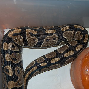 Ovulacion H 8 (7-4-11) (5).JPG