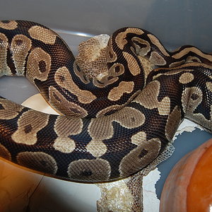 Ovulacion H 11 (7-4-11).JPG