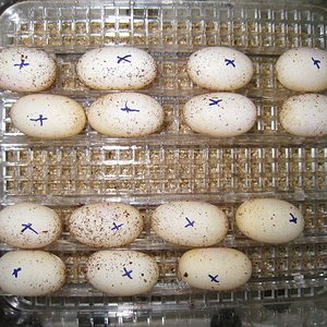 Copia de IMG_3102.JPG