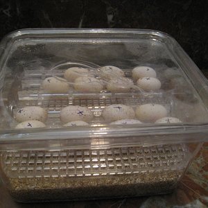 Copia de IMG_3108.JPG