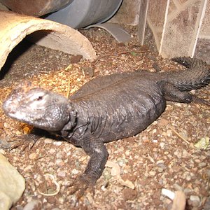 Copia de IMG_3091.JPG