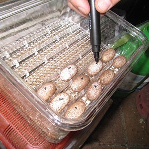 Copia de IMG_3150.JPG