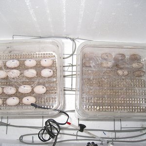 Copia de IMG_3162.JPG