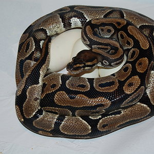 Normal 9 X Pastel het ghost 18-4-2011.JPG