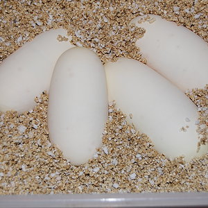 Normal 9 X Pastel het ghost 18-4-2011 (7).JPG