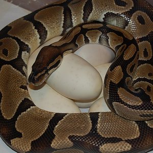 Normal 5 (28-4-2011) (7).JPG