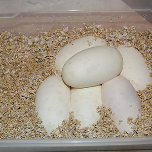 Normal 5 (28-4-2011) (4).JPG