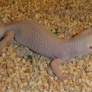 blazzing blizard.JPG