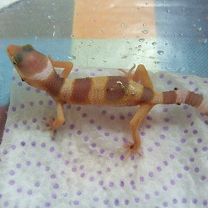 DSCF1979 (FILEminimizer).JPG