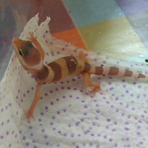 DSCF1981 (FILEminimizer).JPG