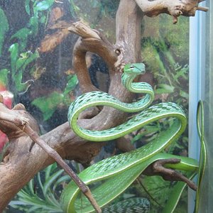 AHETULLA Mycterizans 2.JPG