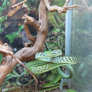 AHETULLA Mycterizans 2 (1).JPG