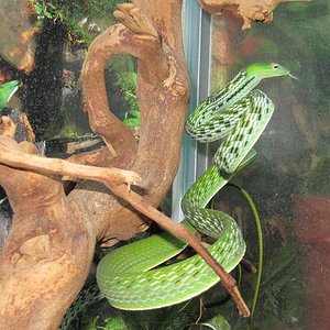 AHETULLA Mycterizans 3.JPG