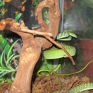 AHETULLA Mycterizans 3 (1).JPG