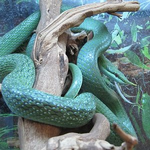 boulengeri macho.JPG