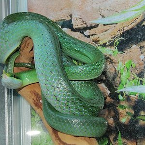 rhyncophis hembra.JPG