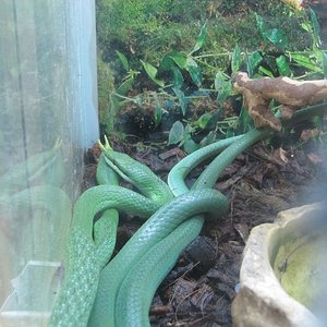 copula rhyncophis 1.JPG