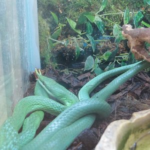 copula rhyncophis 2.JPG