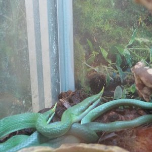 copula rhyncophis 3.JPG