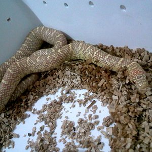 Lavender albino 2.jpg