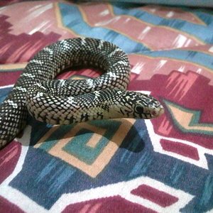 brooksi white-cheek macho 1.jpg