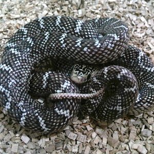 brooksi white-cheek macho 2.jpg