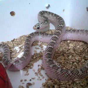 brooksi white-sided 2.jpg