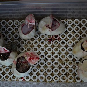 puesta Hypo Mojave x  Mojave H2.JPG