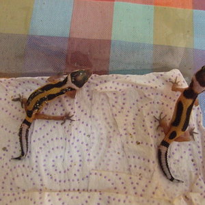 DSCF1983 (FILEminimizer).JPG