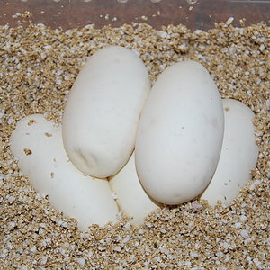 nom 8 X enchi butter 22-5-2011 (5).JPG