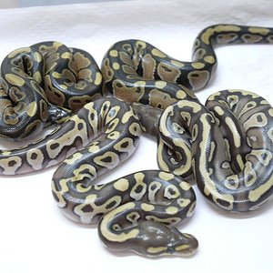 Hembras Mojave het ghost y normal het ghost.JPG