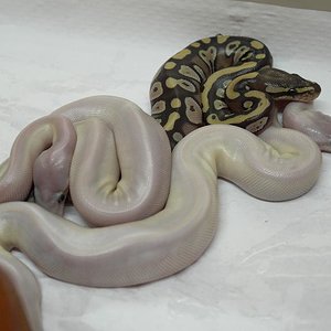Machos super Mojave het Ghost.JPG