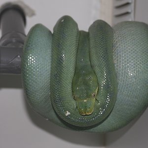 4 cambio de coloracion hembra [1280x768].JPG