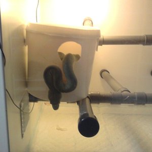 6 la hembra entra por primera vez en el nido [1280x768].jpg