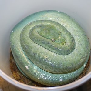 7 tipica postura de hembra incubando puesta [1280x768].JPG