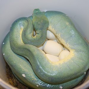 8 hembra con puesta [1280x768].JPG