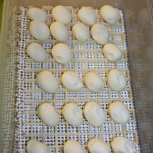 10 puesta colocada para incubación [1280x768].JPG