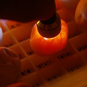 11 comprobación de capilaridad de los huevos 100% fertiles [1280x768].JPG