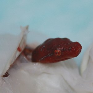 15 primera cria roja en asomar.JPG