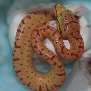 16 en tres dias desde que abrio el primer huevo salen todas las crias. .JPG