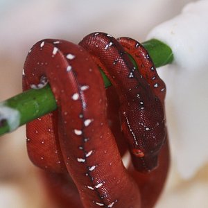 17 neonato rojo .JPG