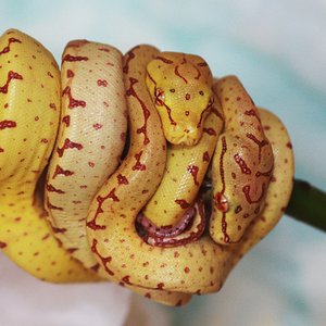 18 dos hermanos amarillos con una ligera diferencia de tonalidad.JPG