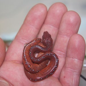 19 tamaño neonato [1280x768].JPG