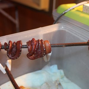 20 neonatos rojos [1280x768].JPG