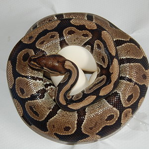 normal 11 X spider y pinstripe.JPG