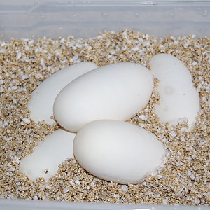 normal 11 X spider y pinstripe (6).JPG