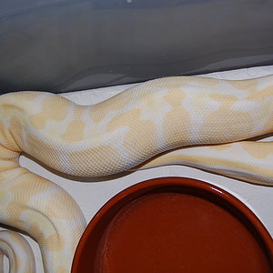 ovulacion albina 13-6-2011 (8).JPG